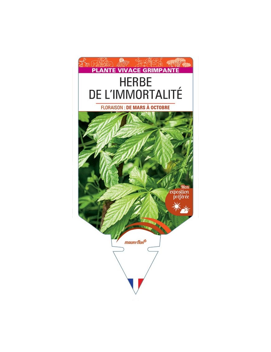 GYNOSTEMMA PENTAPHYLLUM Herbe de l'Immortalité