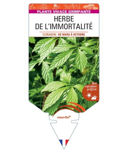 GYNOSTEMMA PENTAPHYLLUM Herbe de l'Immortalité