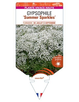 GYPSOPHILA PANICULATA Summer Sparkles