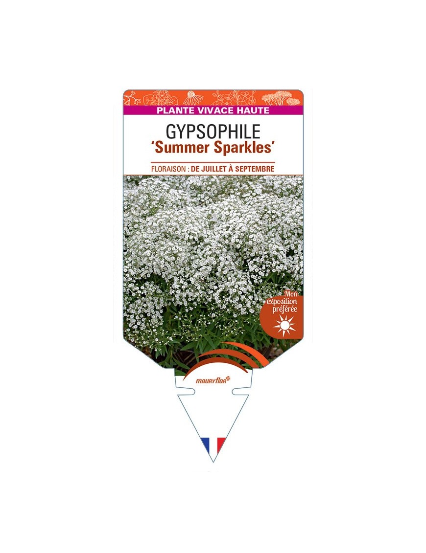 GYPSOPHILA PANICULATA Summer Sparkles
