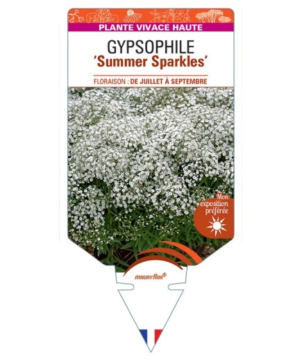 GYPSOPHILA PANICULATA Summer Sparkles
