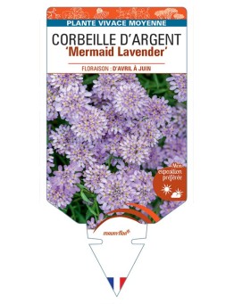 IBERIS sempervirens Mermaid Lavender voir Corbeille d'Argent