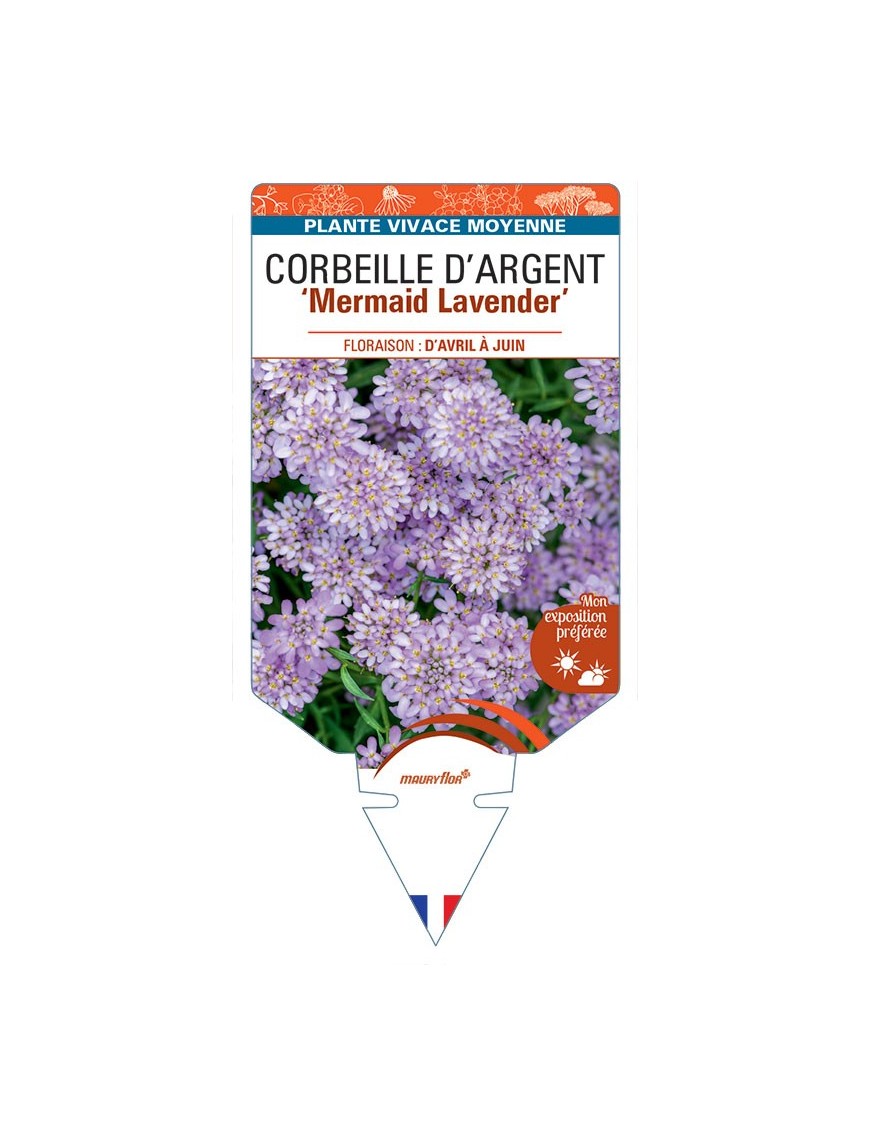 IBERIS sempervirens Mermaid Lavender voir Corbeille d'Argent