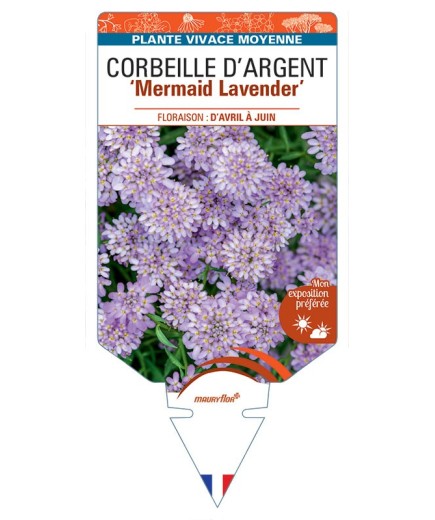 IBERIS sempervirens Mermaid Lavender voir Corbeille d'Argent