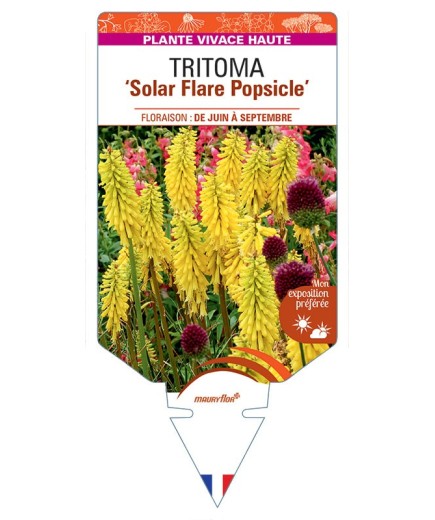 KNIPHOFIA Solar Flare Popsicle voir Tritoma