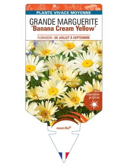 LEUCANTHEMUM Banana Cream Yellow voir Grande Marguerite