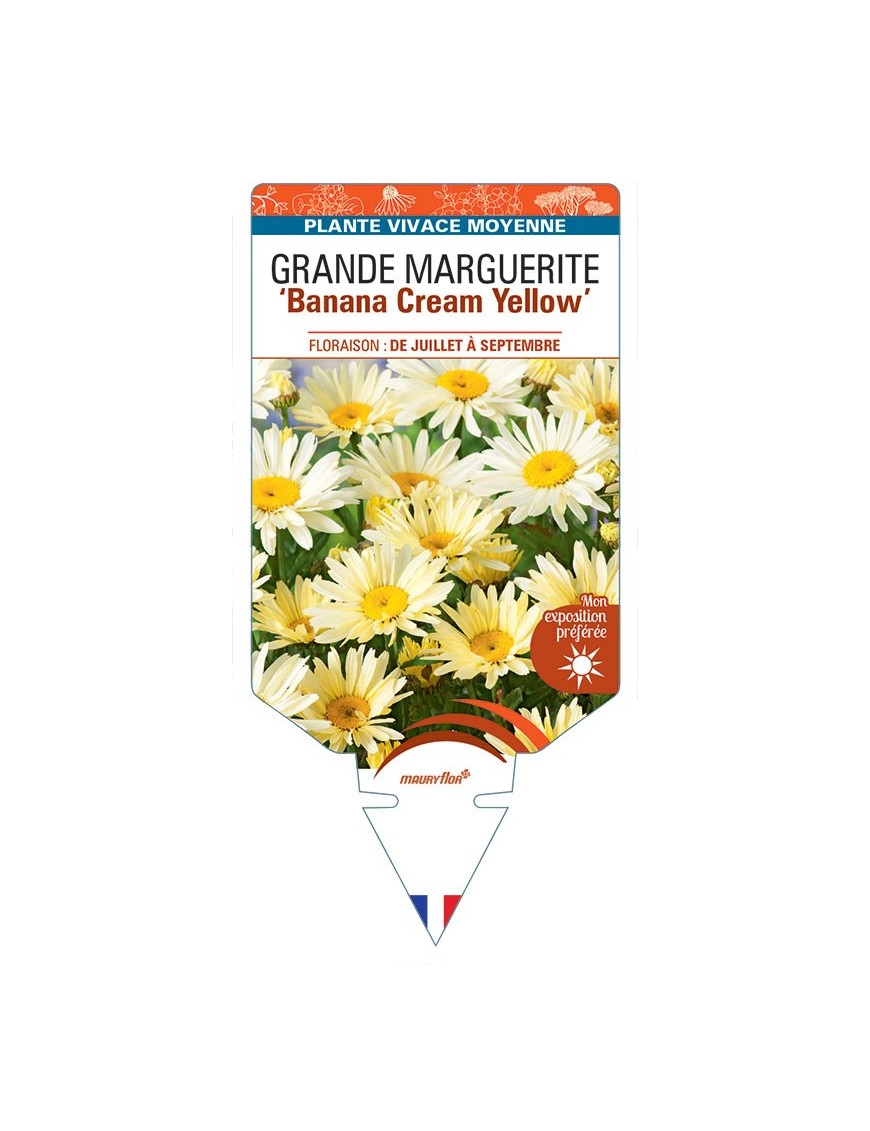 LEUCANTHEMUM Banana Cream Yellow voir Grande Marguerite