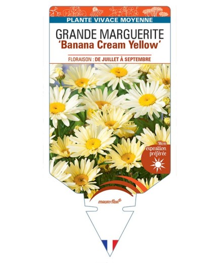 LEUCANTHEMUM Banana Cream Yellow voir Grande Marguerite