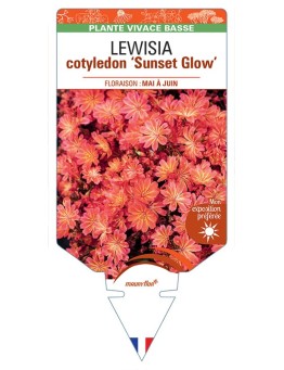 LEWISIA cotyledon Sunset Glow