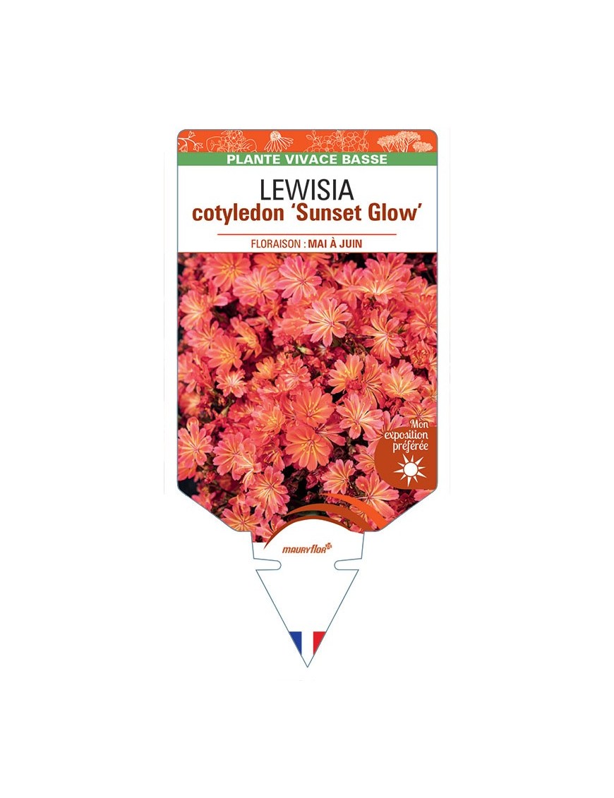 LEWISIA cotyledon Sunset Glow