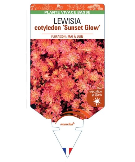 LEWISIA cotyledon Sunset Glow