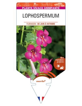 LOPHOSPERMUM