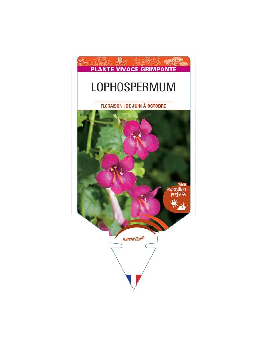 LOPHOSPERMUM