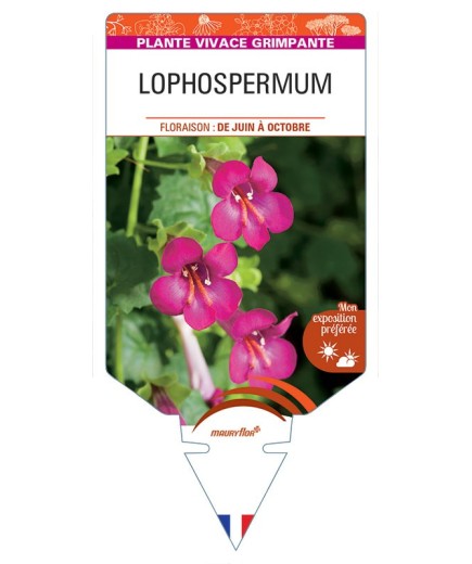 LOPHOSPERMUM