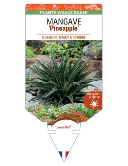 MANGAVE Pineapple