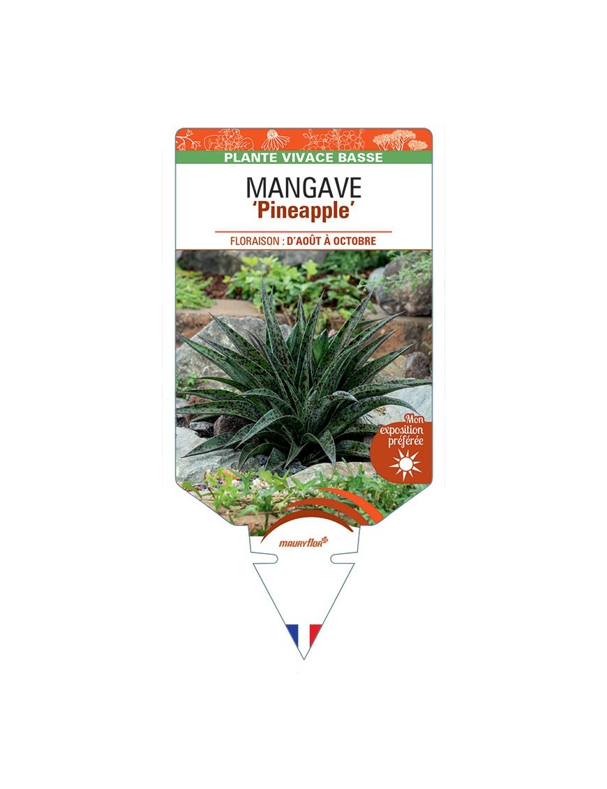 MANGAVE Pineapple