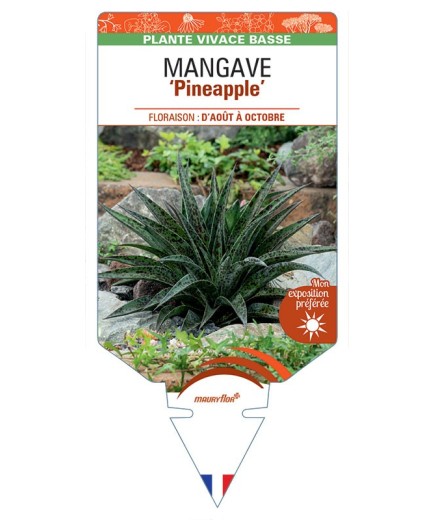MANGAVE Pineapple