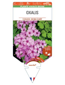 OXALIS ARTICULATA (ROSE)
