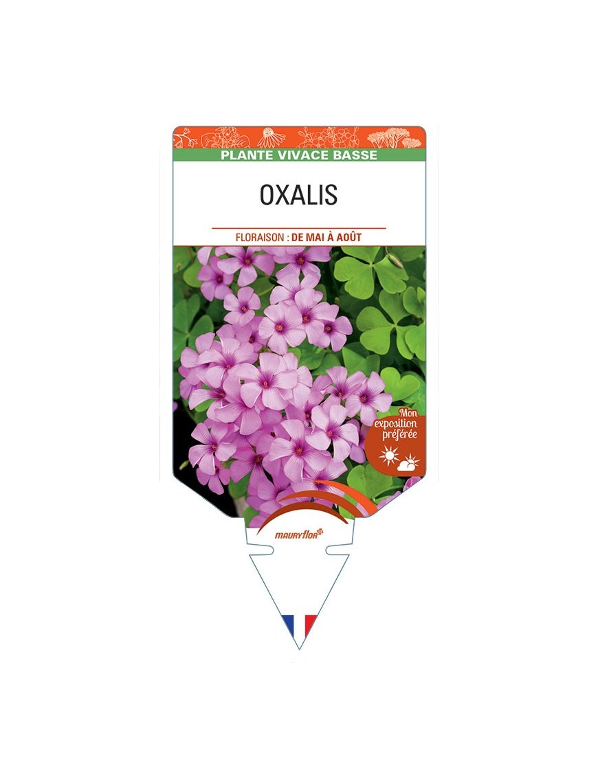 OXALIS ARTICULATA (ROSE)