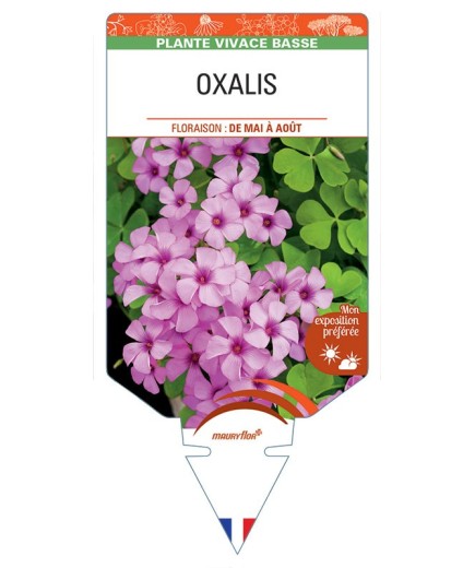 OXALIS ARTICULATA (ROSE)