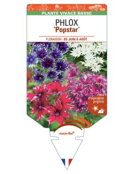 PHLOX (drummondii) Popstar