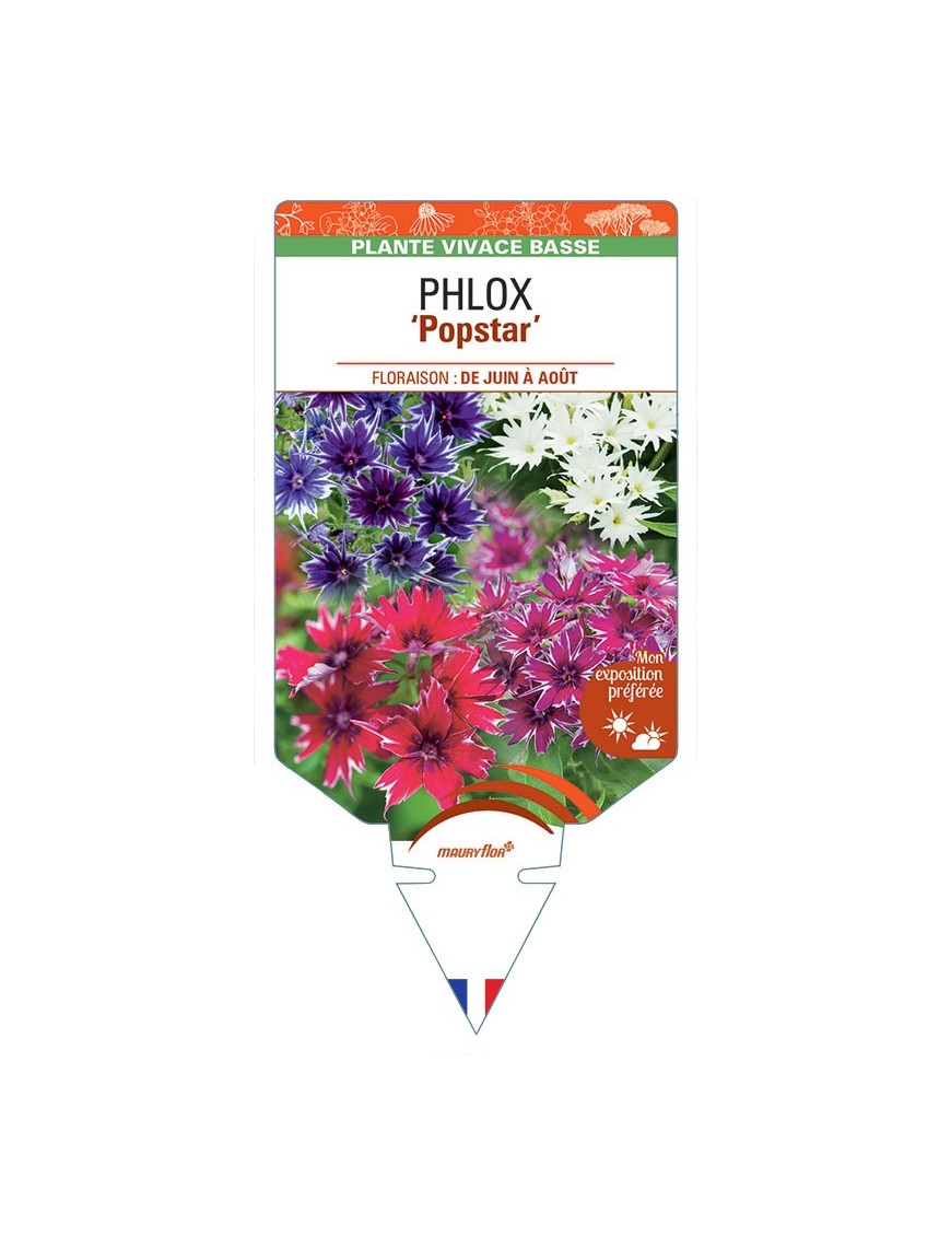 PHLOX (drummondii) Popstar