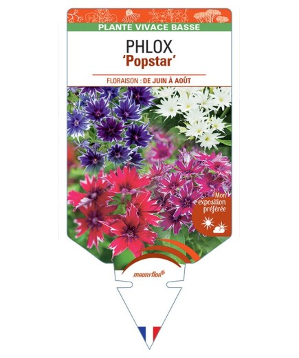 PHLOX (drummondii) Popstar