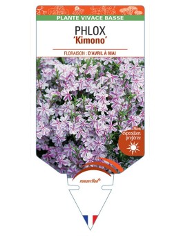 PHLOX (subulata) Kimono