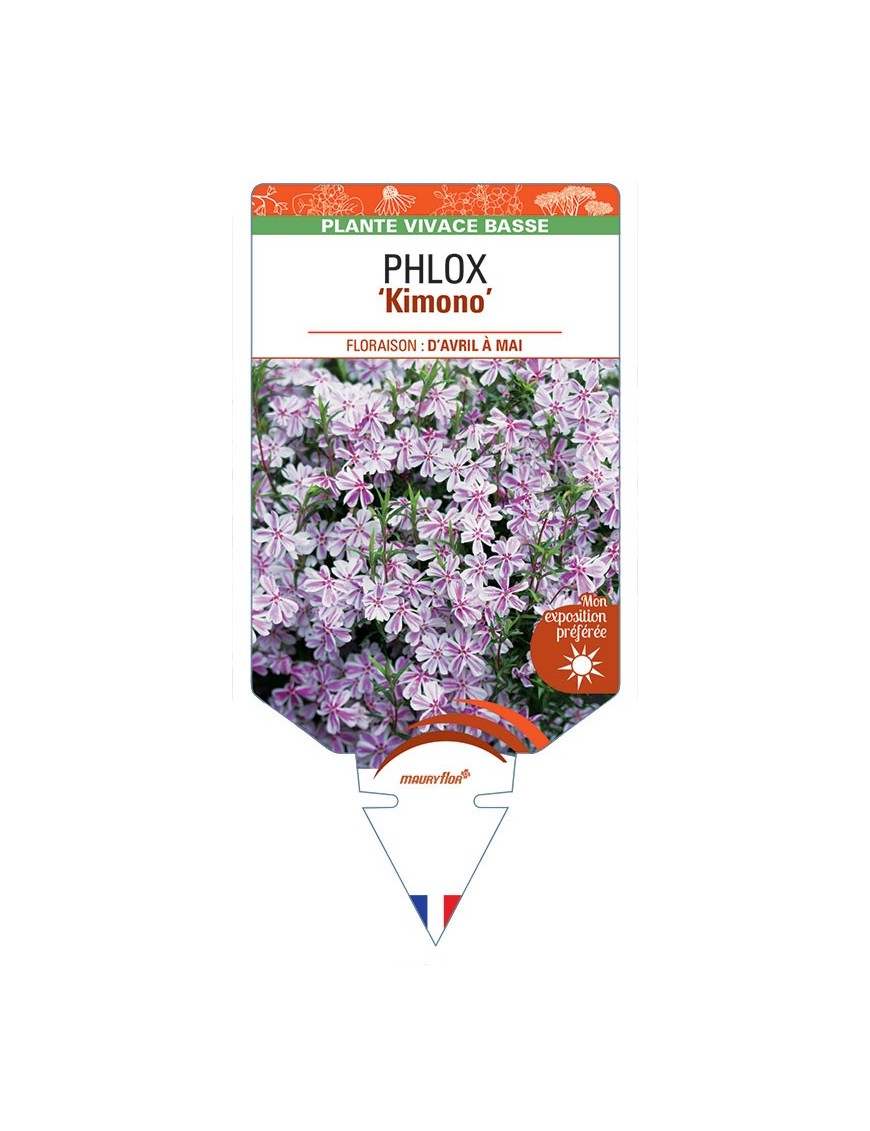 PHLOX (subulata) Kimono