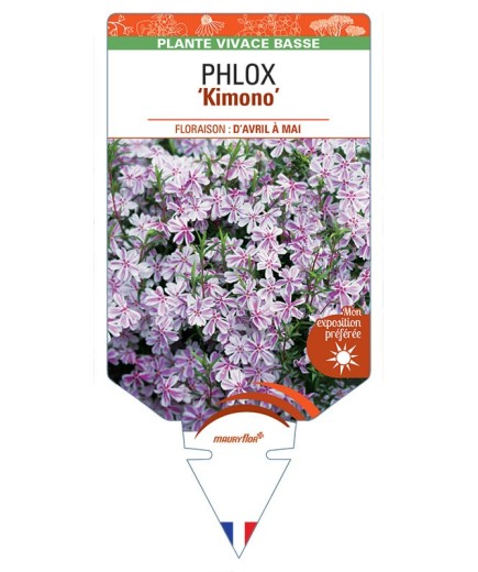 PHLOX (subulata) Kimono