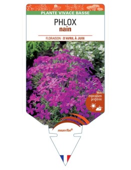 PHLOX nain (violet)