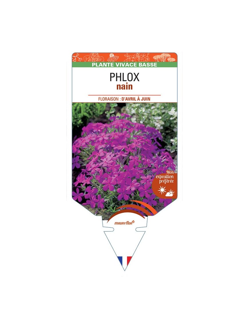 PHLOX nain (violet)