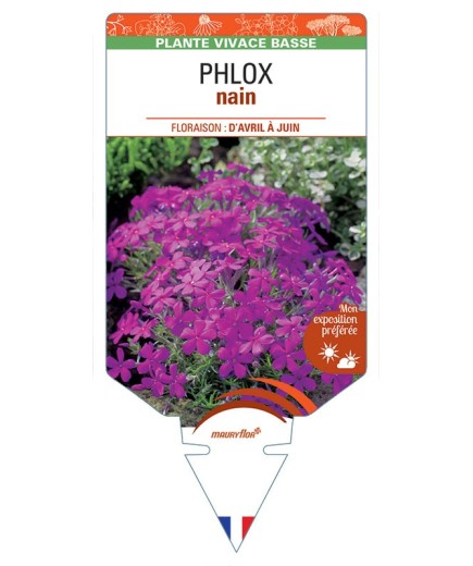 PHLOX nain (violet)