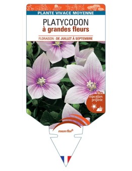 PLATYCODON à grandes fleurs (rose)