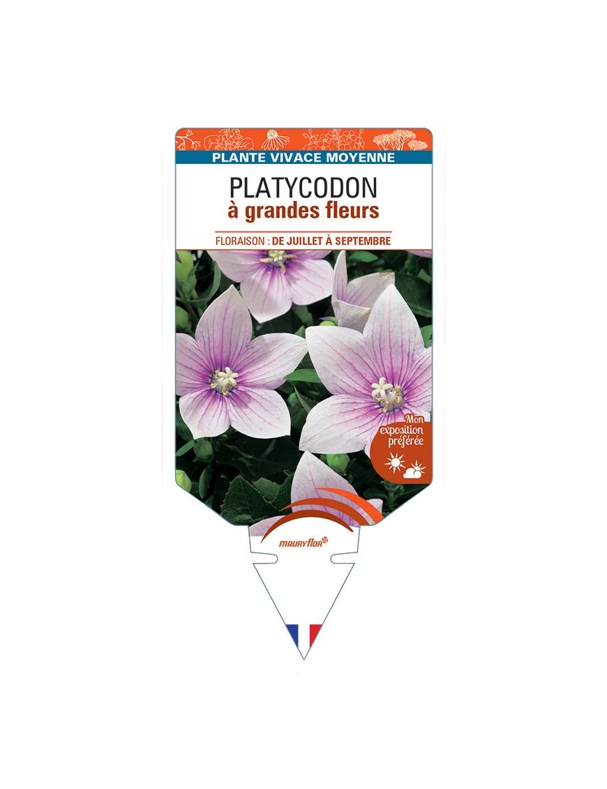 PLATYCODON à grandes fleurs (rose)