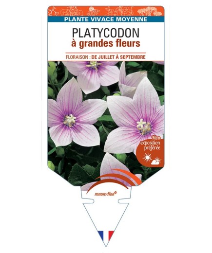 PLATYCODON à grandes fleurs (rose)