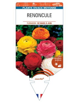 RANUNCULUS ASIATICUS Renoncule