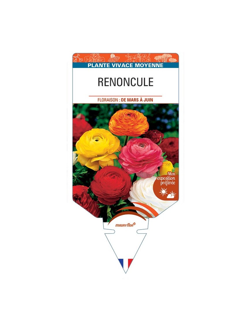 RANUNCULUS ASIATICUS Renoncule