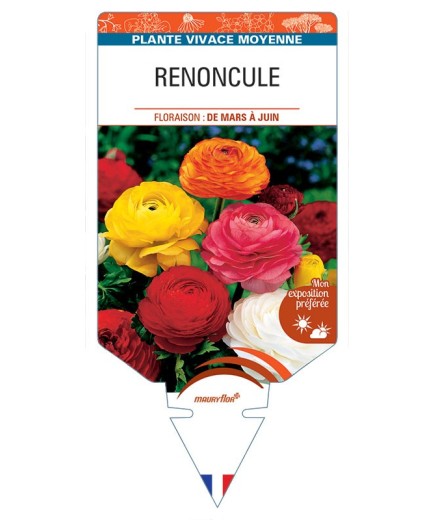 RANUNCULUS ASIATICUS Renoncule