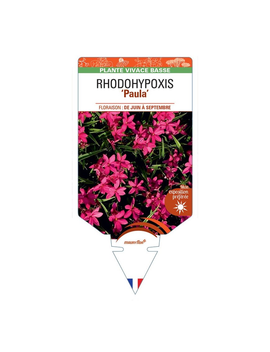 RHODOHYPOXIS Paula