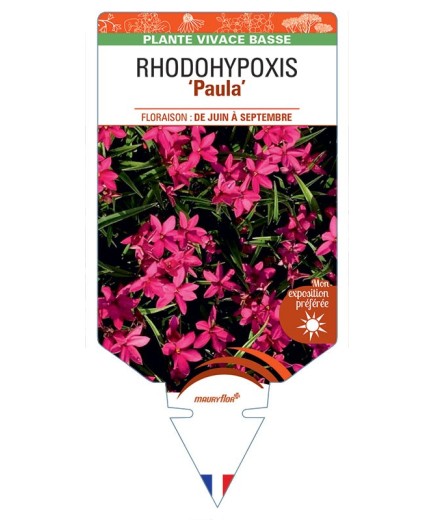 RHODOHYPOXIS Paula