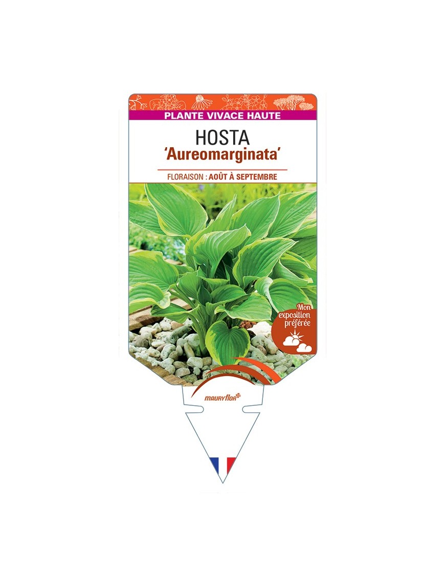 HOSTA (fortunei) Aureomarginata