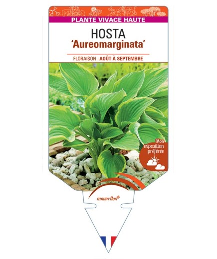 HOSTA (fortunei) Aureomarginata