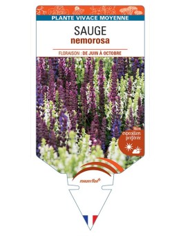 SALVIA nemorosa (variée)