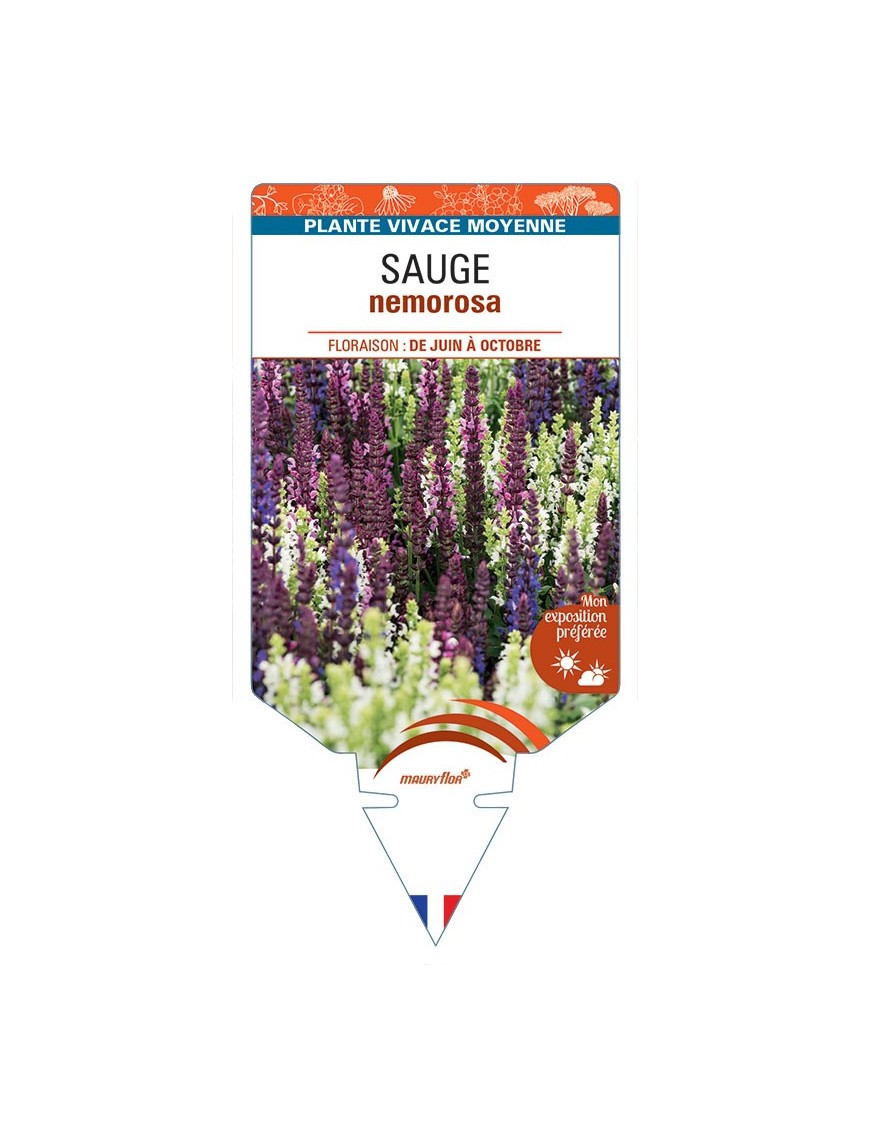 SALVIA nemorosa (variée)
