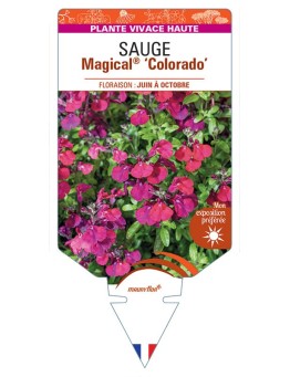 SALVIA x jamensis Magical® Colorado voir Sauge