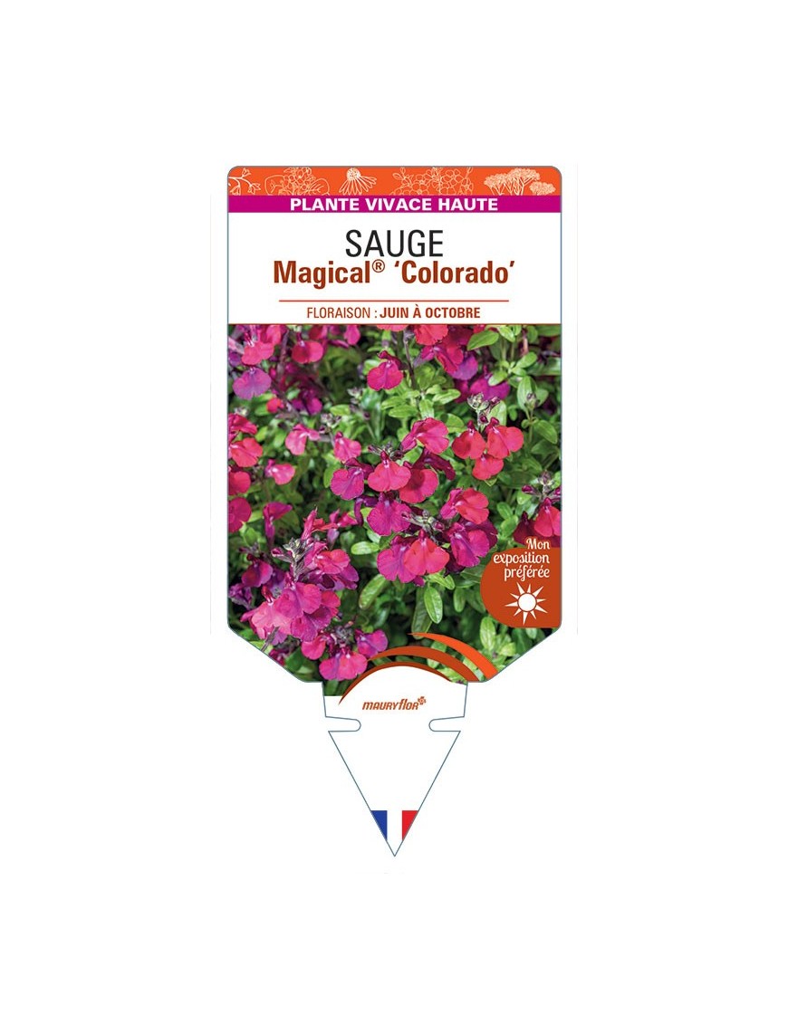 SALVIA x jamensis Magical® Colorado voir Sauge