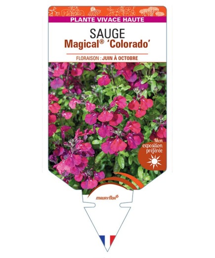 SALVIA x jamensis Magical® Colorado voir Sauge