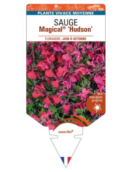 SALVIA x jamensis Magical® Hudson voir Sauge