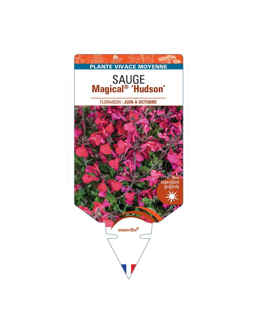 SALVIA x jamensis Magical® Hudson voir Sauge